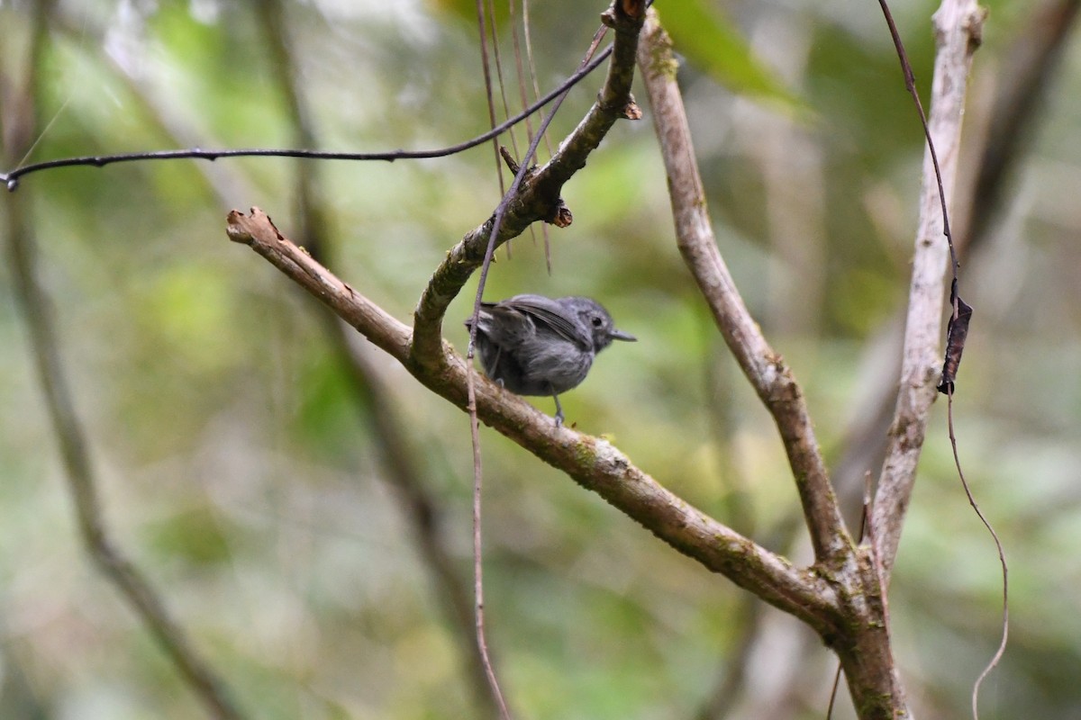 Unicolored Antwren - ML641429269