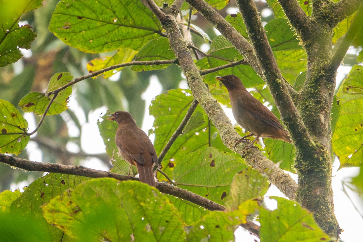 Rufous-brown Solitaire - ML641429275