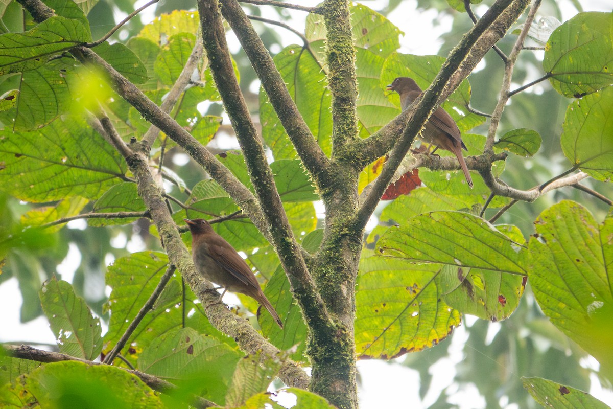 Rufous-brown Solitaire - ML641429276