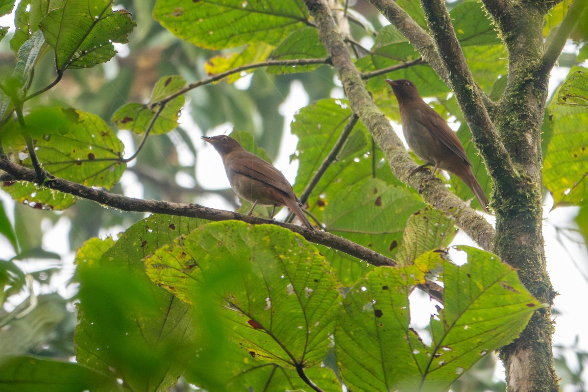 Rufous-brown Solitaire - ML641429277