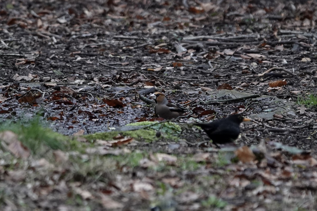Hawfinch - ML641429289