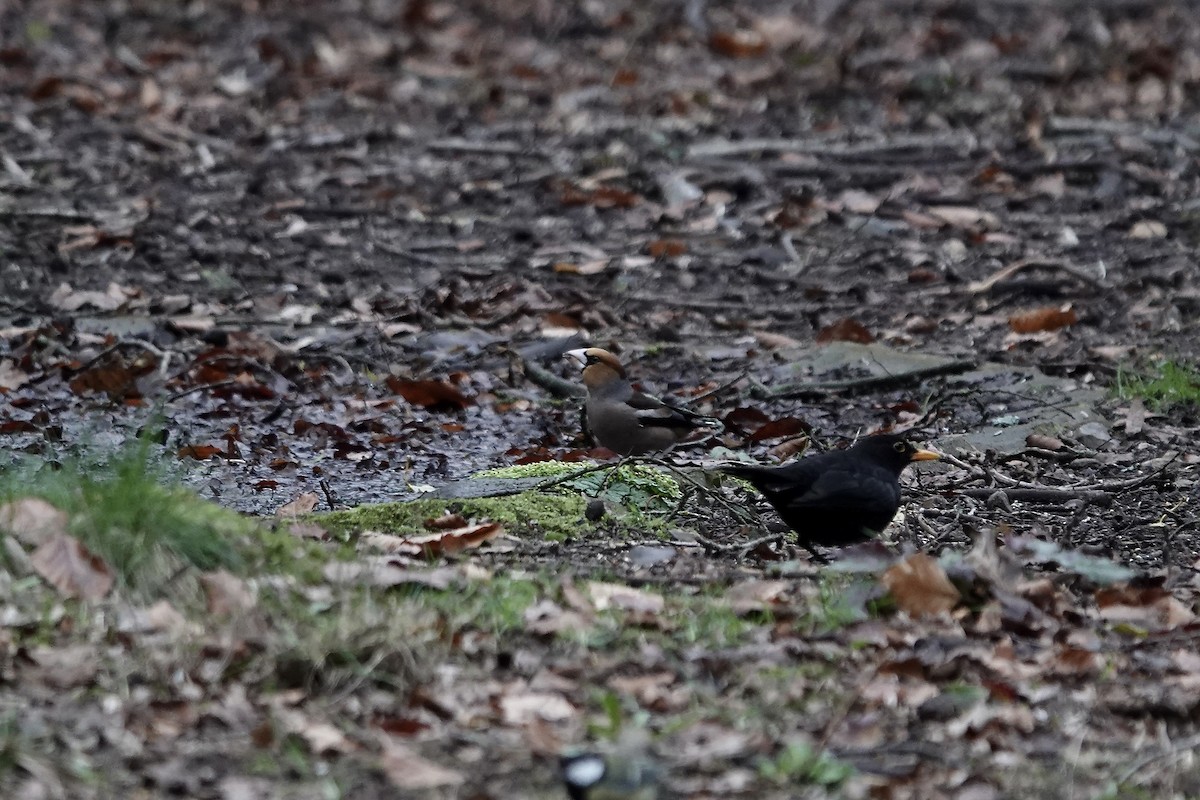 Hawfinch - ML641429291