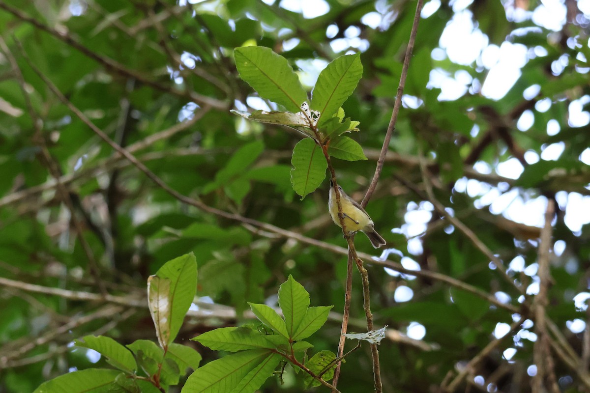 Fairy Gerygone - ML641429298