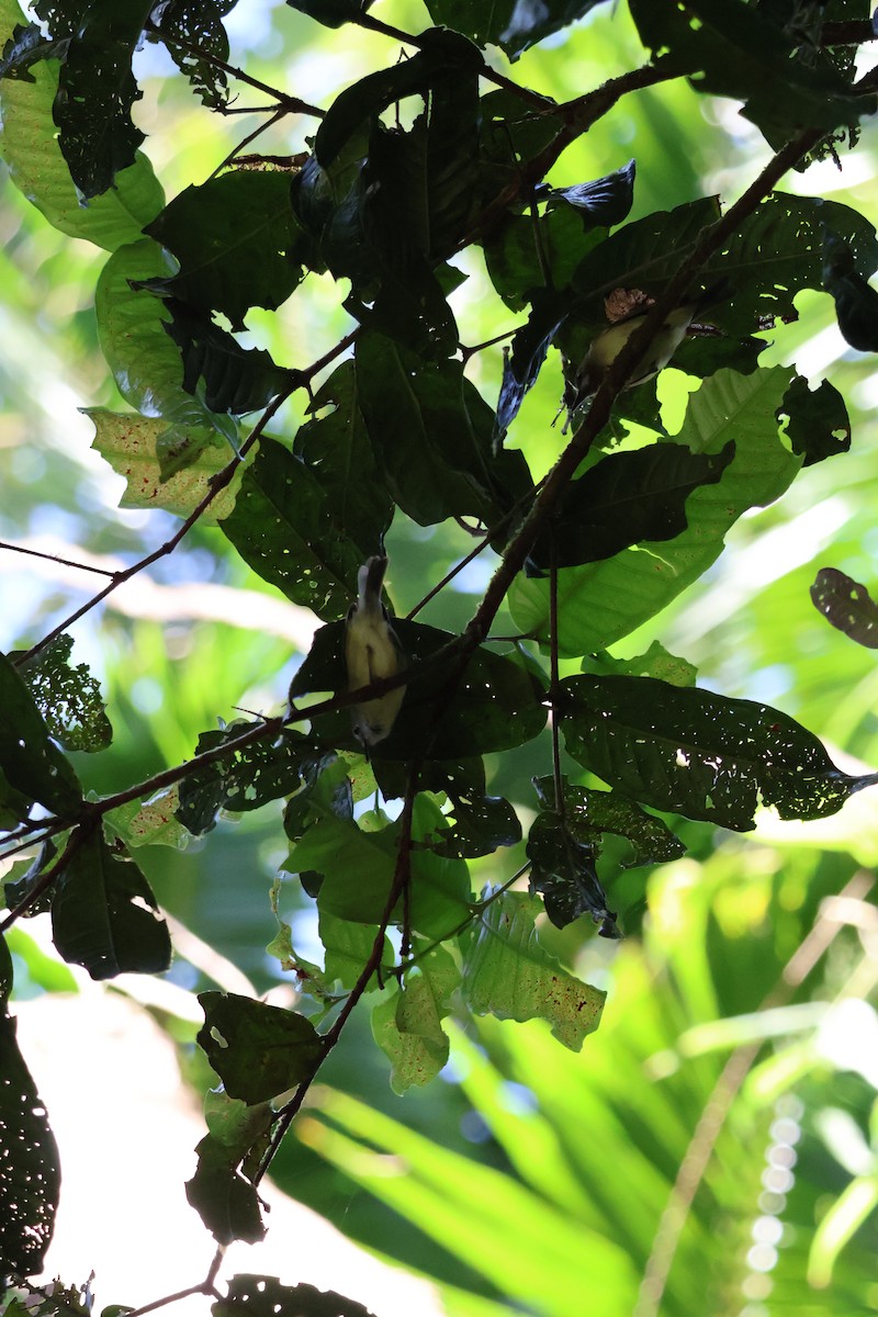 Fairy Gerygone - ML641429300
