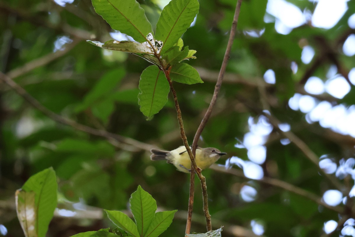 Fairy Gerygone - ML641429301
