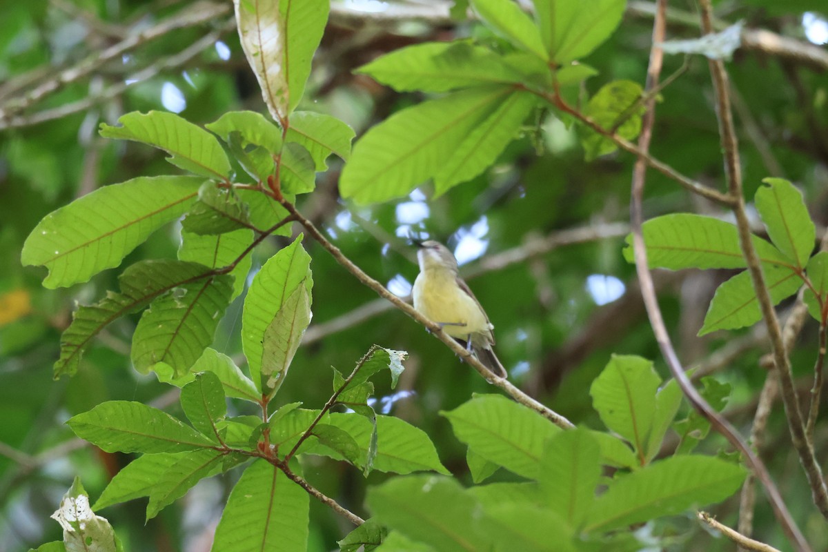 Fairy Gerygone - ML641429302