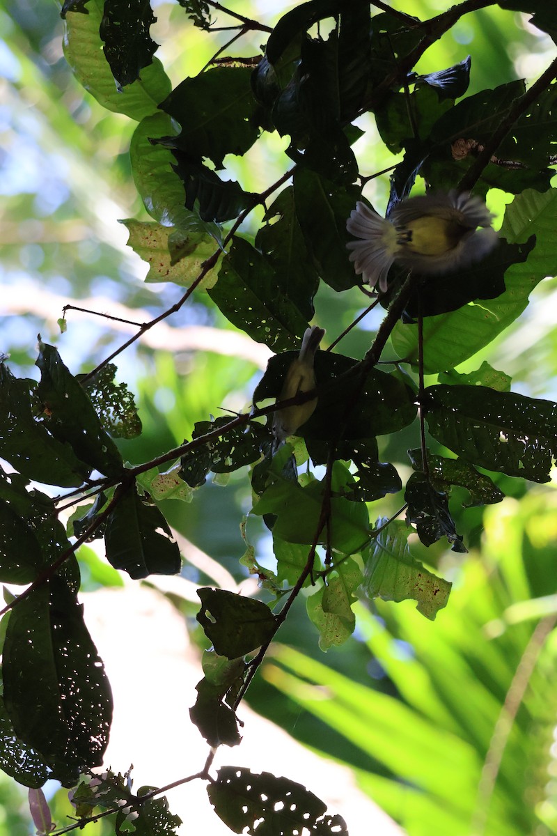 Fairy Gerygone - ML641429303