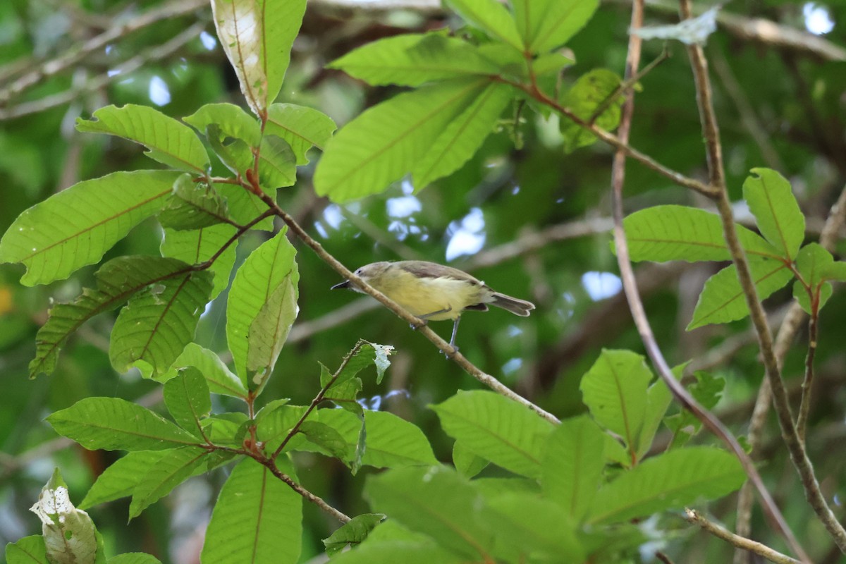 Fairy Gerygone - ML641429304