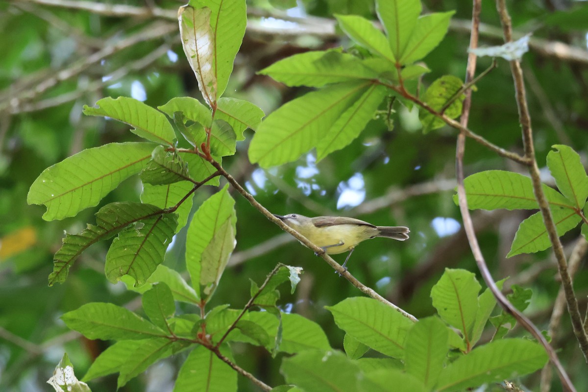 Fairy Gerygone - ML641429305