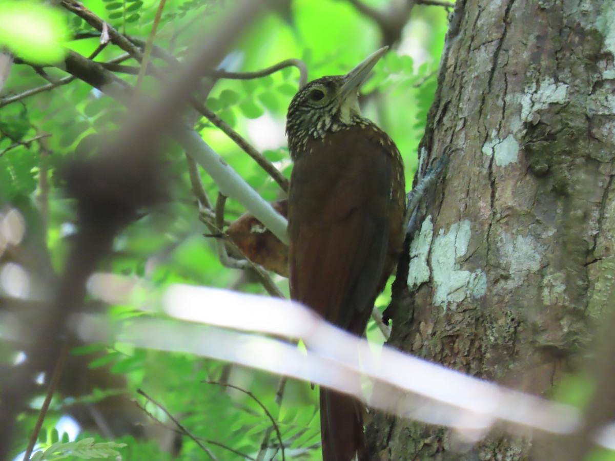 Zimmer's Woodcreeper - ML641429322