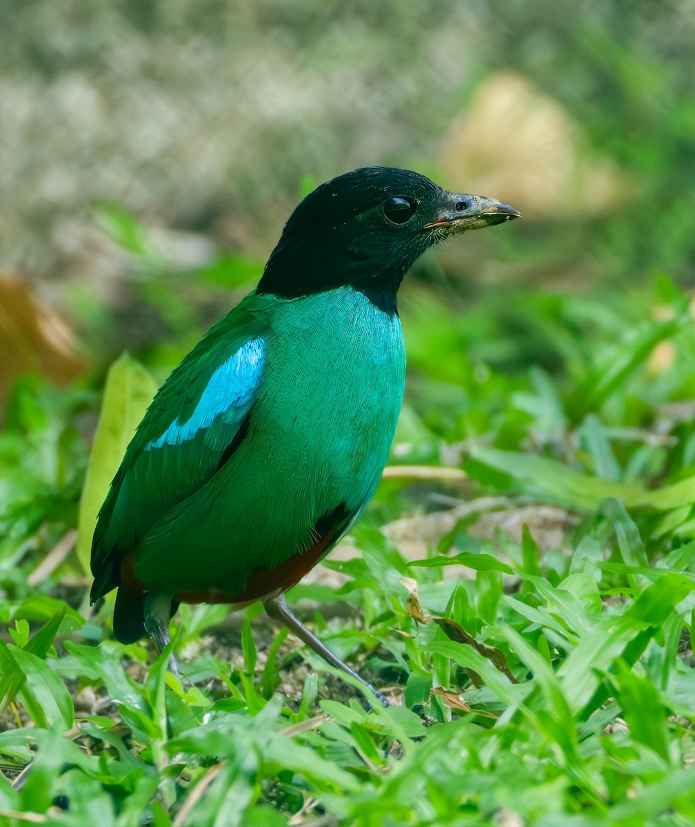 Western Hooded Pitta (Sunda) - ML641429326