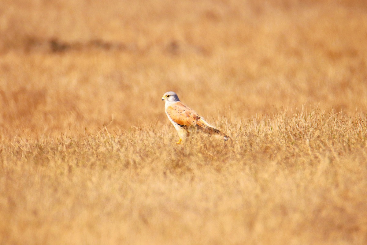 チョウゲンボウ - ML641429349