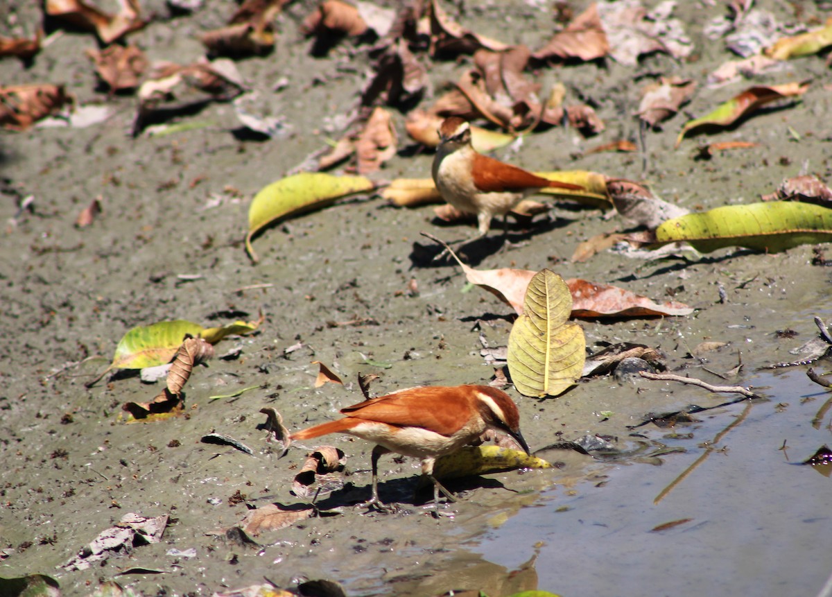 Wing-banded Hornero - ML641429380