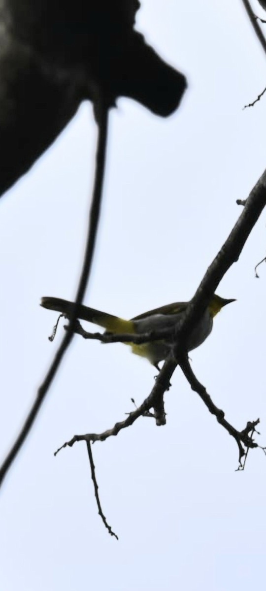 Yellow-throated Bulbul - ML641429425