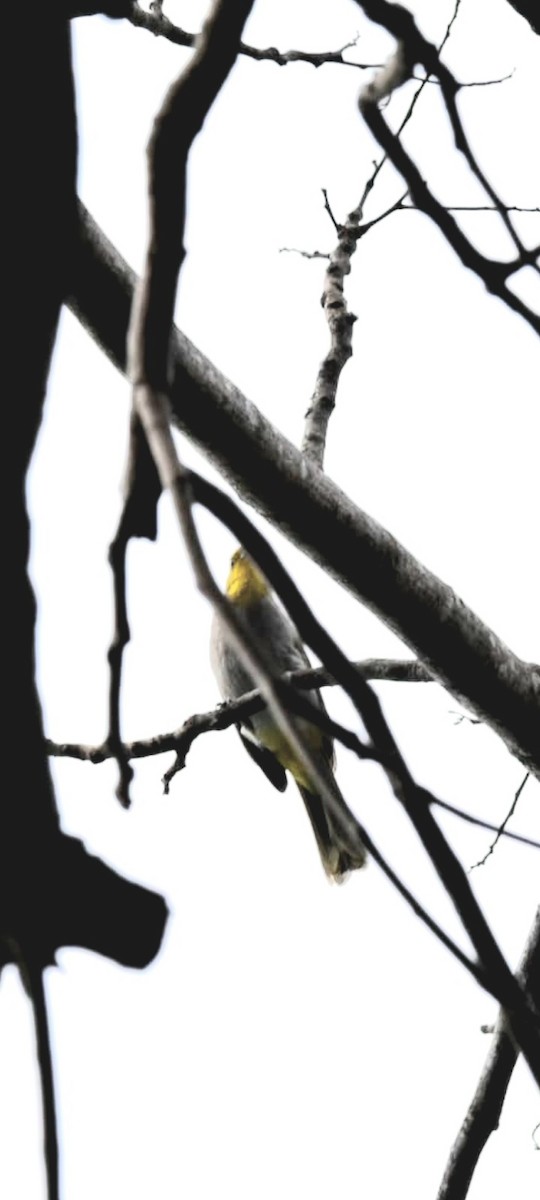 Yellow-throated Bulbul - ML641429426
