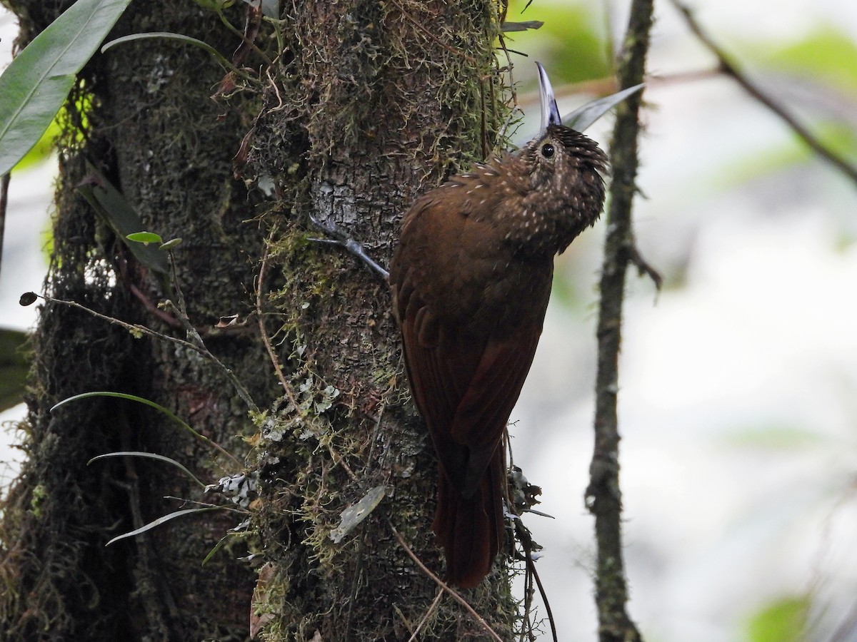 Olive-backed Woodcreeper - ML641429443