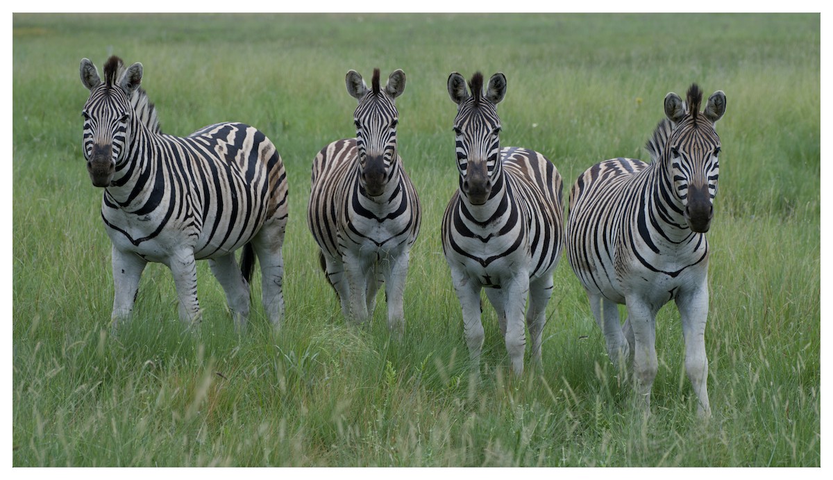 Plains Zebra - ML641429451