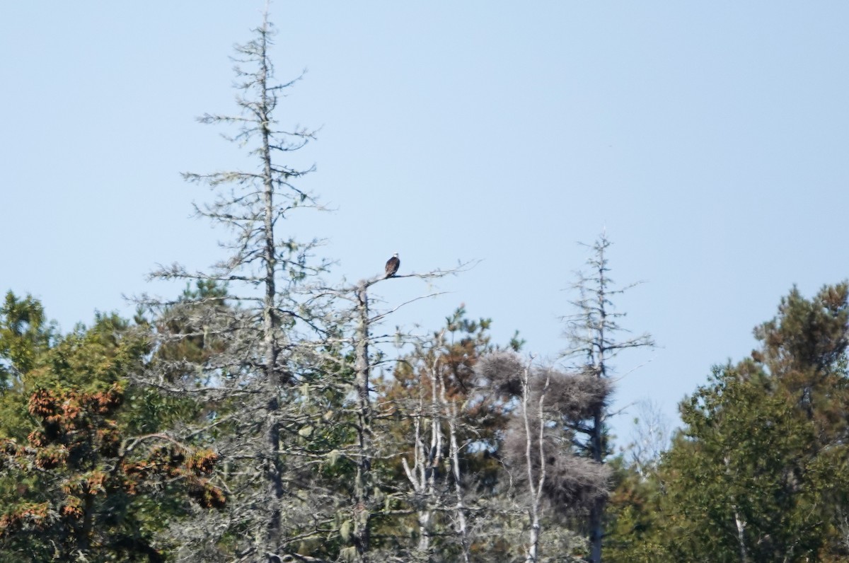 Balbuzard pêcheur - ML641429452