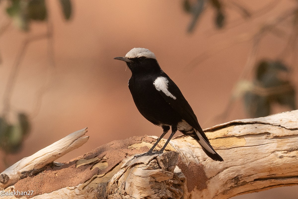 Mountain Chat - ML641429457