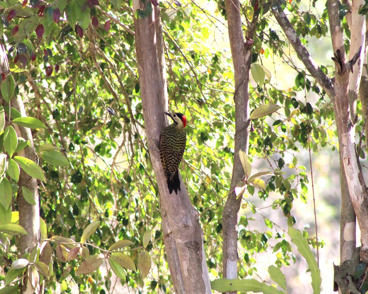 Green-barred Woodpecker - ML641429463