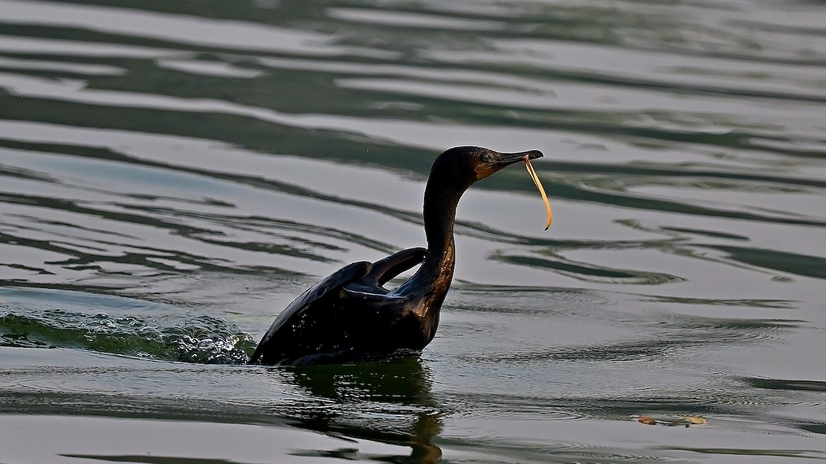 Indian Cormorant - ML641429522
