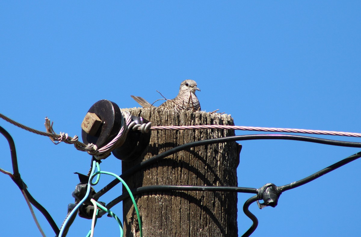 Scaled Dove - ML641429527