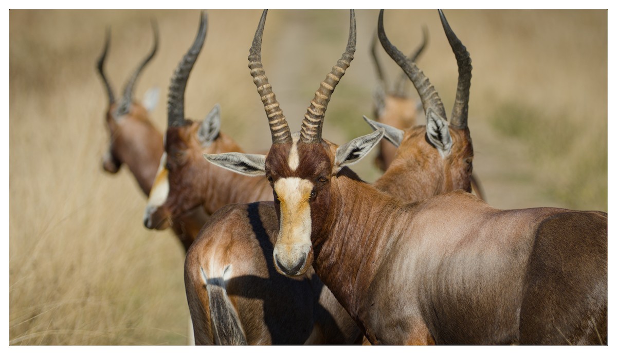 Blesbok - ML641429565