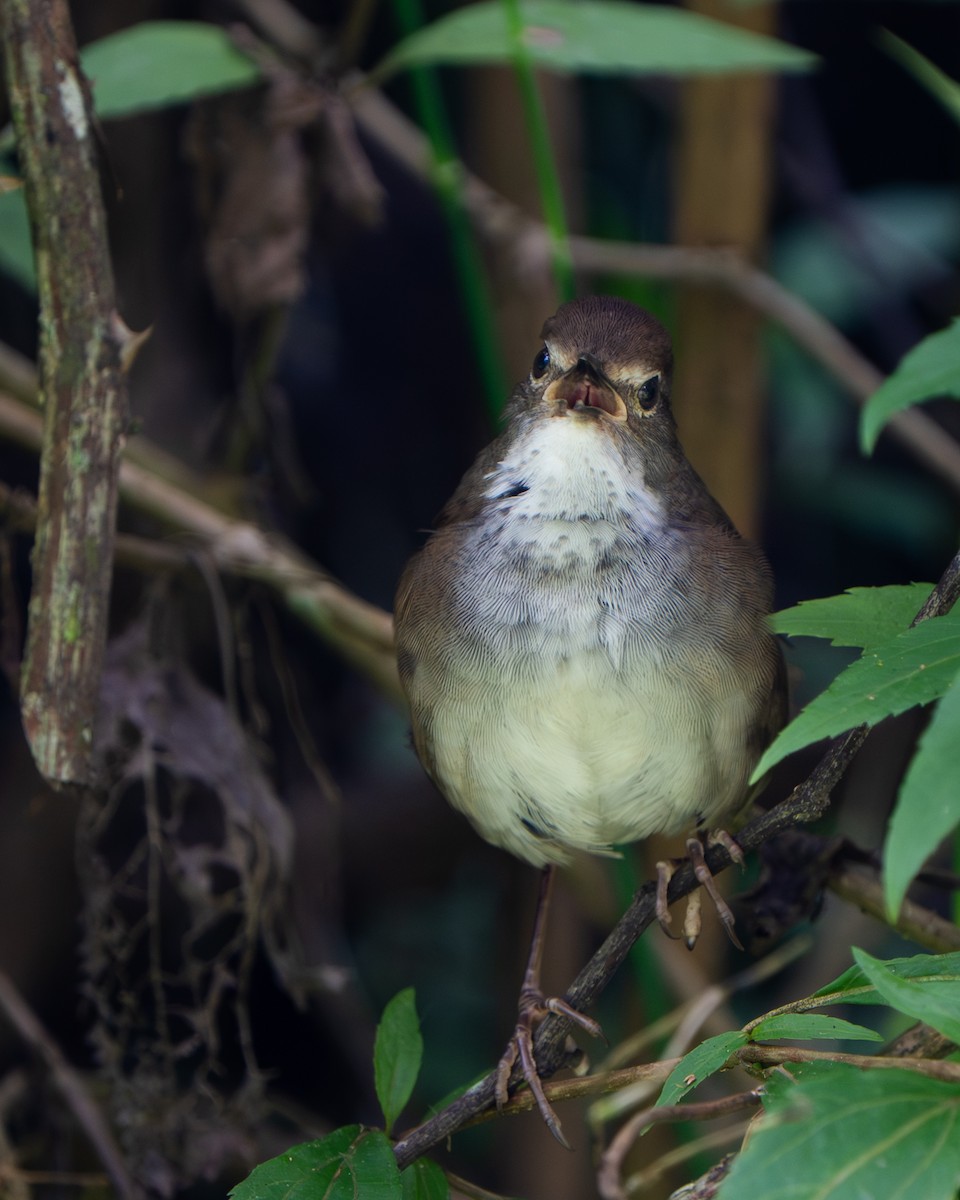 Javan Bush Warbler - ML641429577