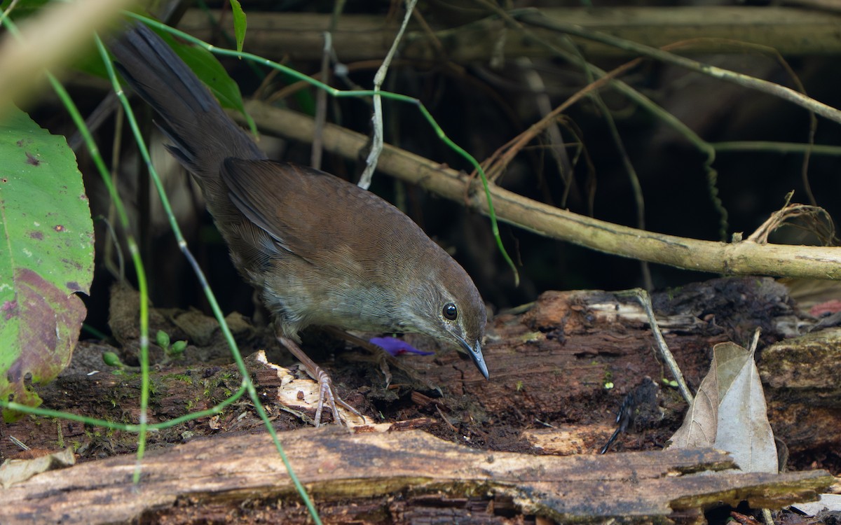 Javan Bush Warbler - ML641429578