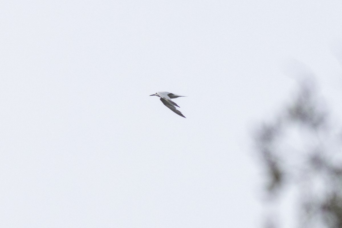 サンドイッチアジサシ - ML641429598