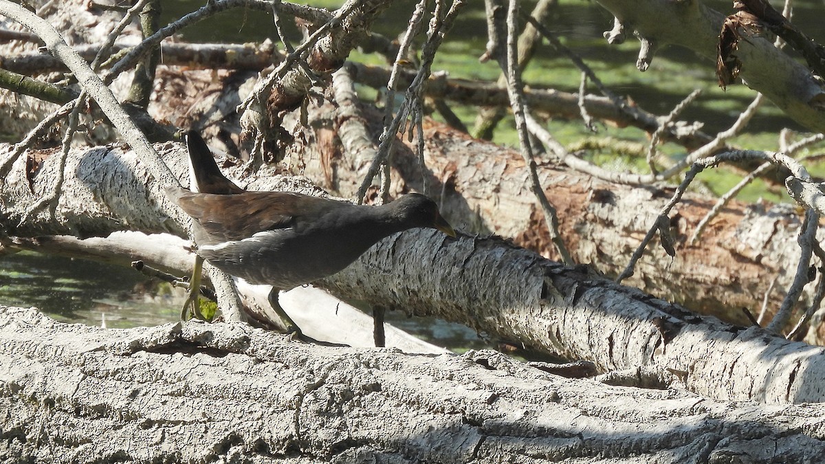 Gallinule poule-d'eau - ML641429607