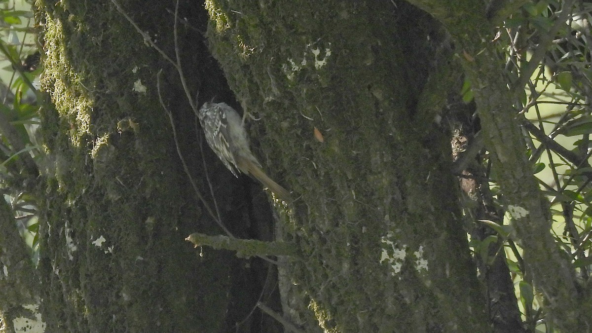 Grimpereau des jardins - ML641429616