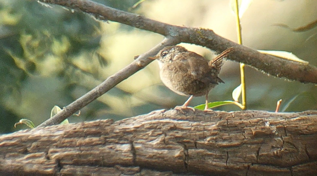 Eurasian Wren - ML641429618