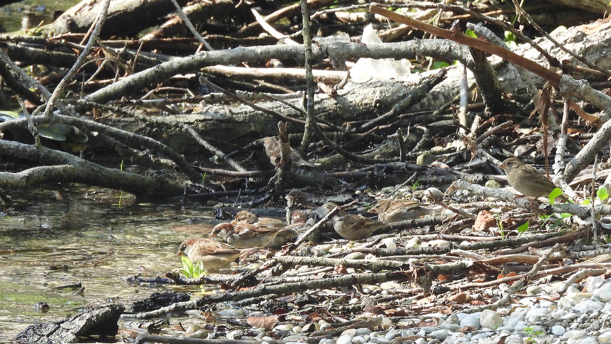 Moineau domestique (groupe domesticus) - ML641429625