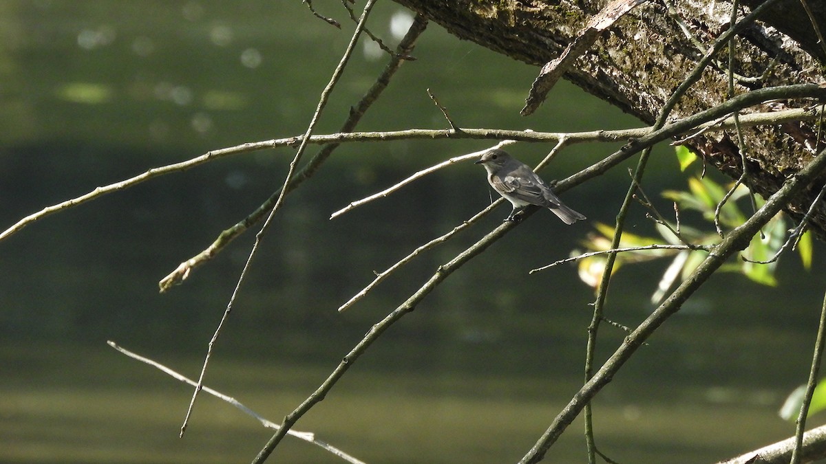 Gobemouche gris (groupe striata) - ML641429628