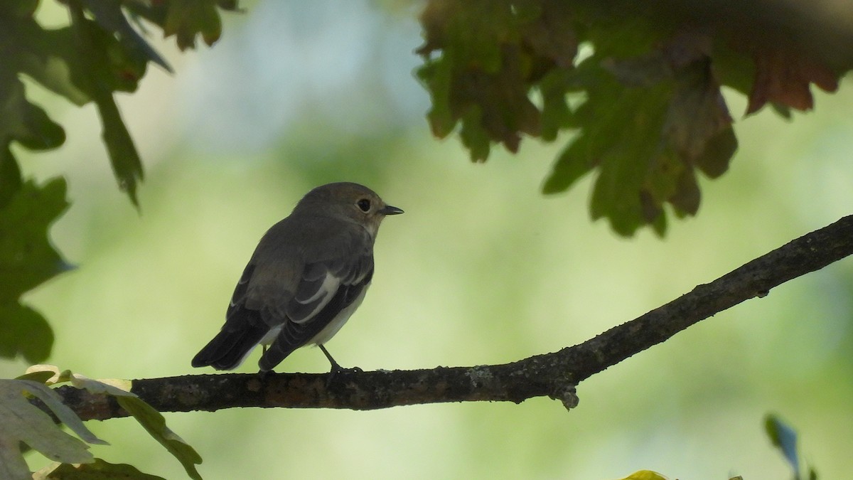 Gobemouche noir - ML641429632