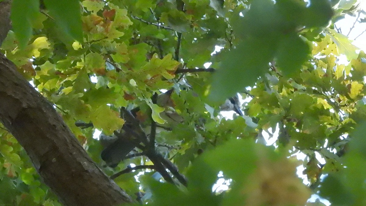 Geai des chênes (groupe glandarius) - ML641429637