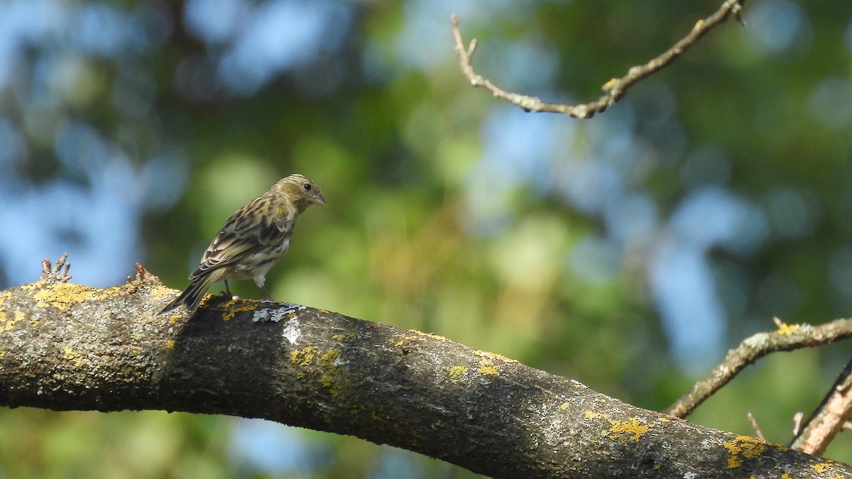 Serin cini - ML641429641