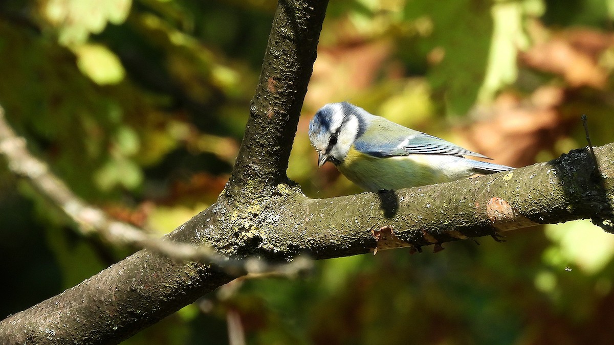 Mésange bleue - ML641429645