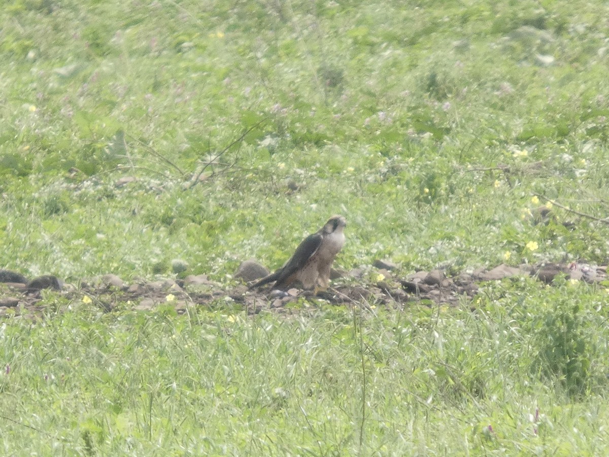 Lanner Falcon - ML641429672