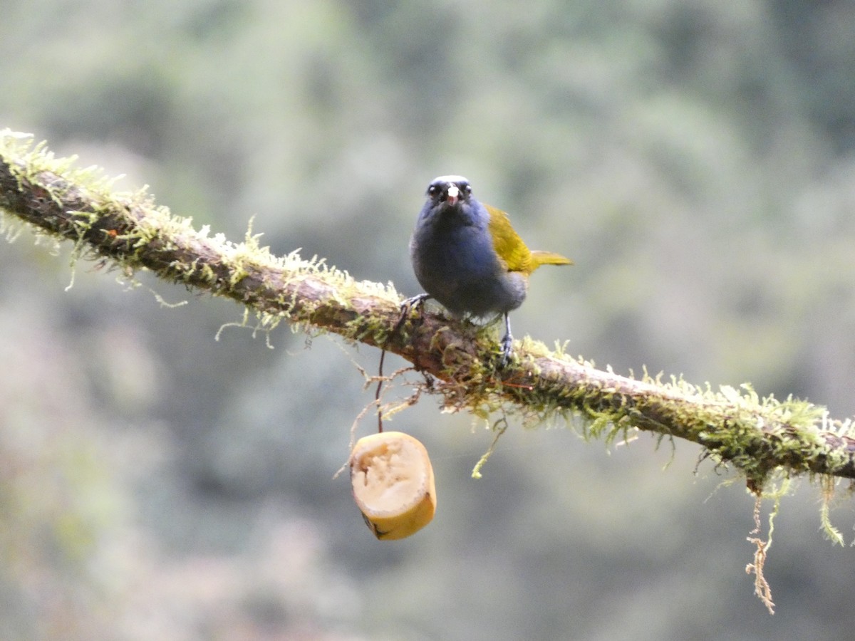Blue-capped Tanager - ML641429701