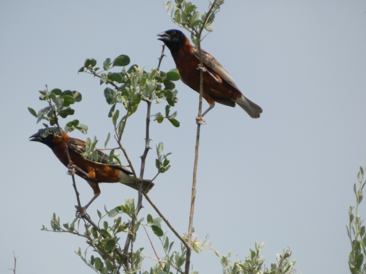 Chestnut Weaver - ML641429734