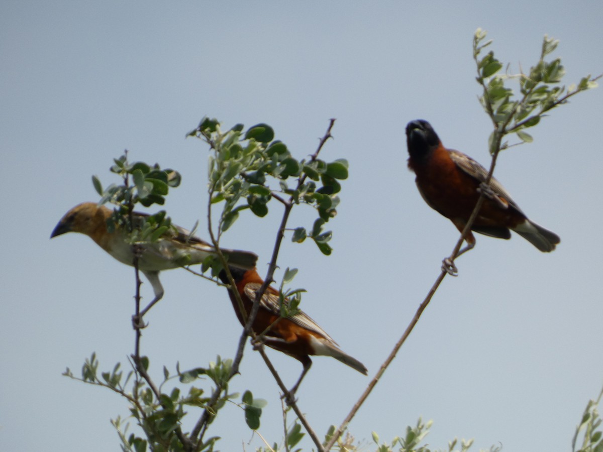 Chestnut Weaver - ML641429735