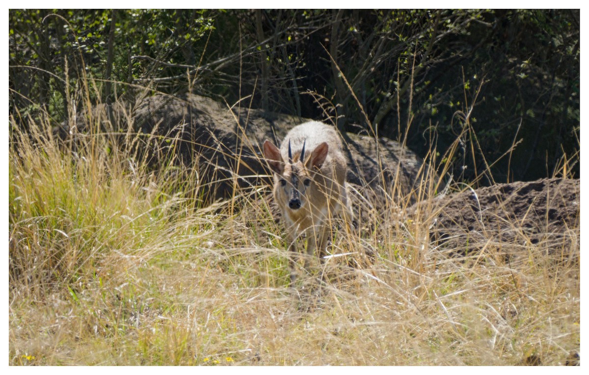 Grey Common Duiker - ML641429783