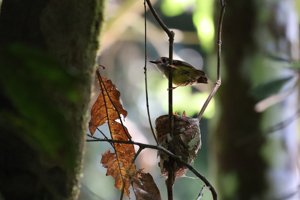 Pale-yellow Robin - ML641429824
