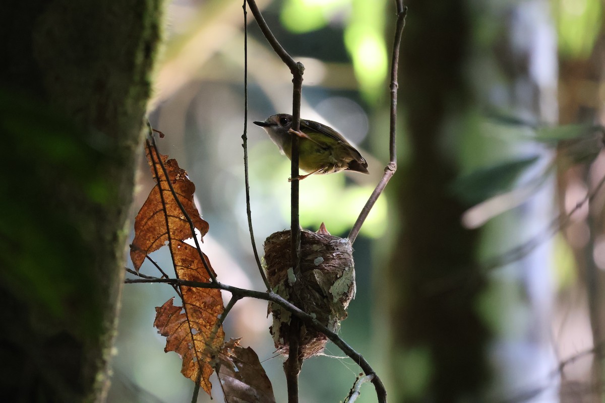 Pale-yellow Robin - ML641429826