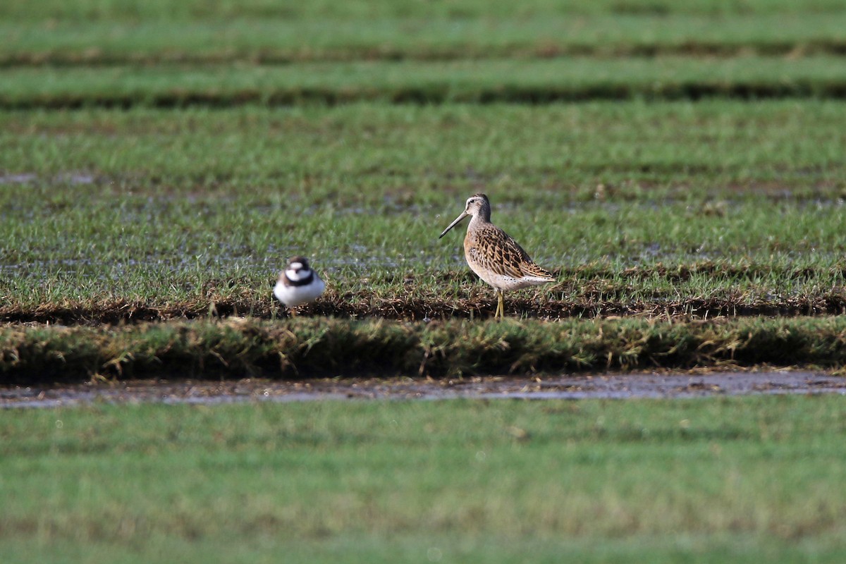 Short-billed Dowitcher - ML641429845