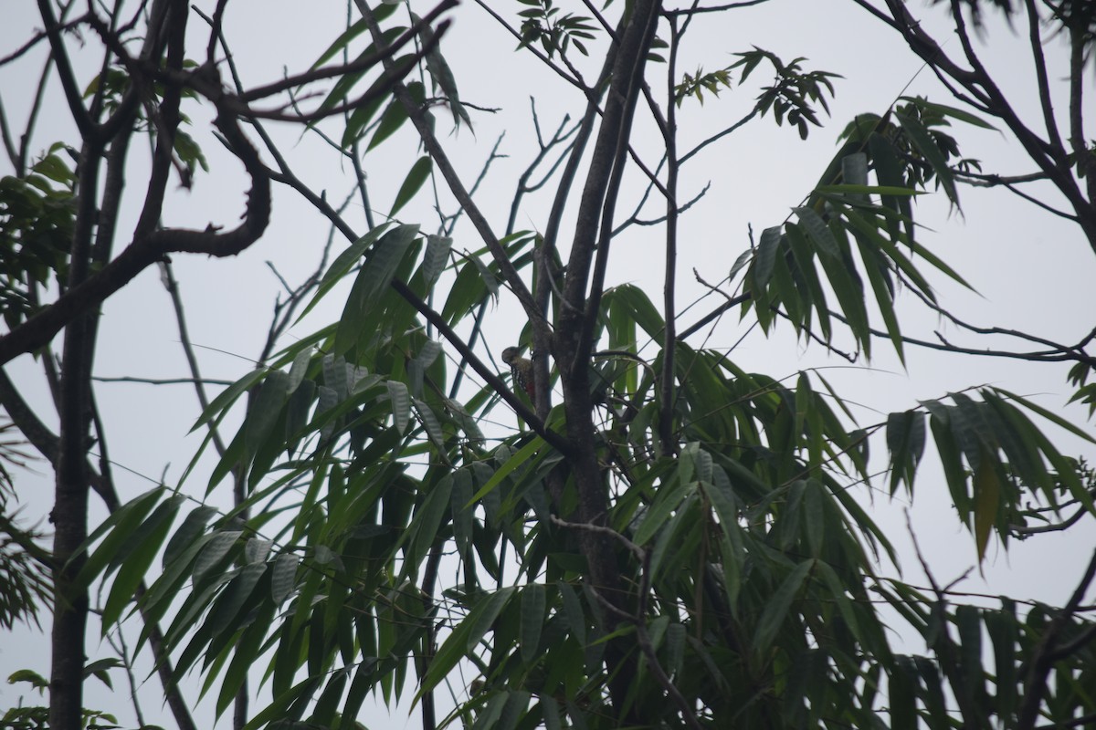 Fulvous-breasted Woodpecker - ML641429867