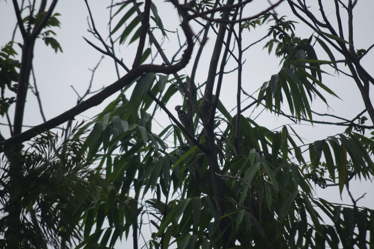 Fulvous-breasted Woodpecker - ML641429868