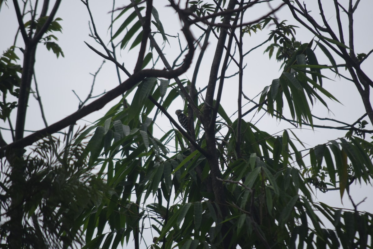 Fulvous-breasted Woodpecker - ML641429874